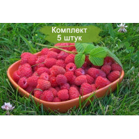 Комплект 5шт  / Малина Киржач (Красная)