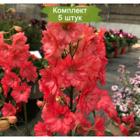 Комплект 5шт / Дельфиниум Красный гигант